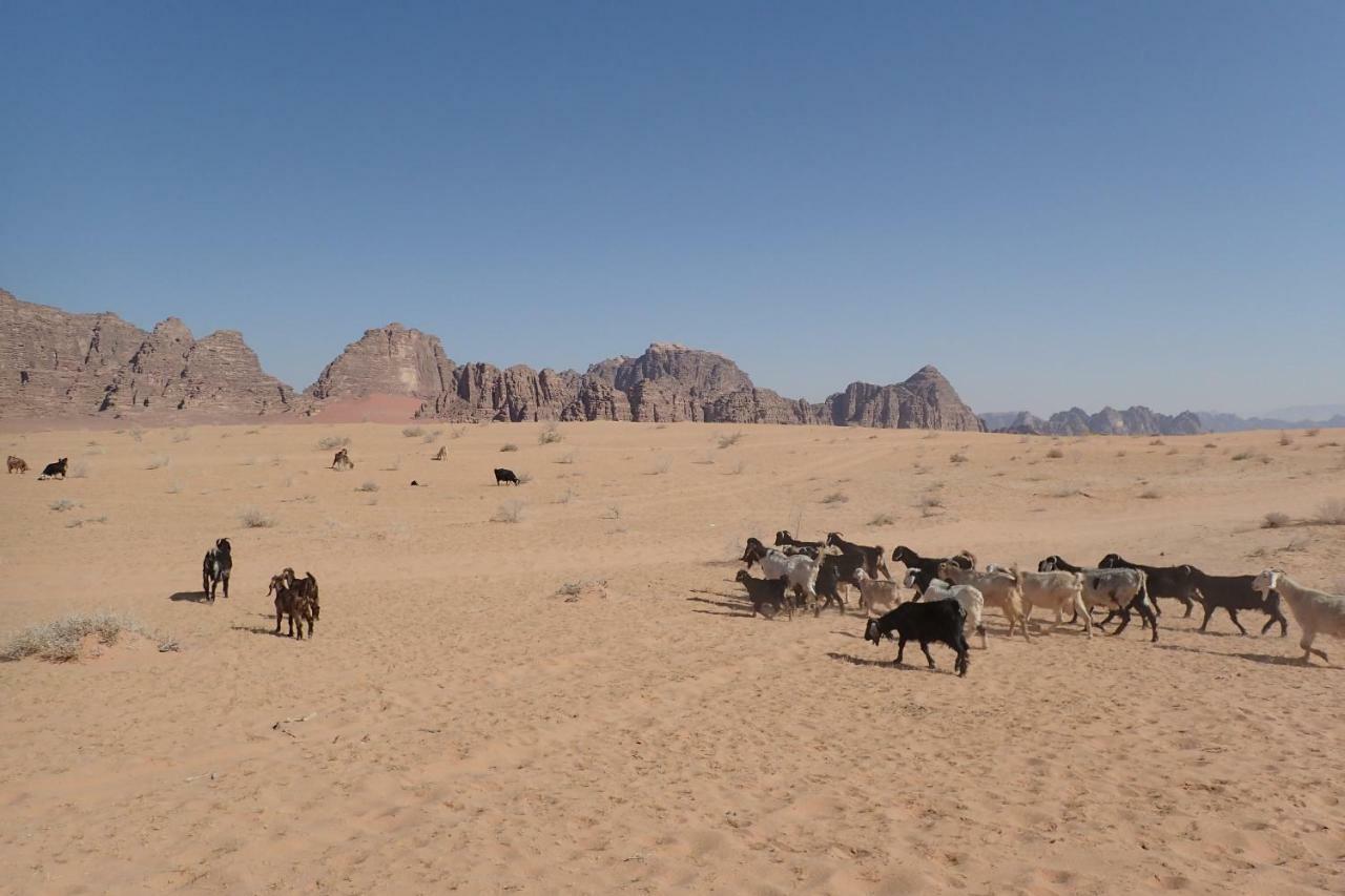 Martian Camp Hotel Wadi Rum Bagian luar foto